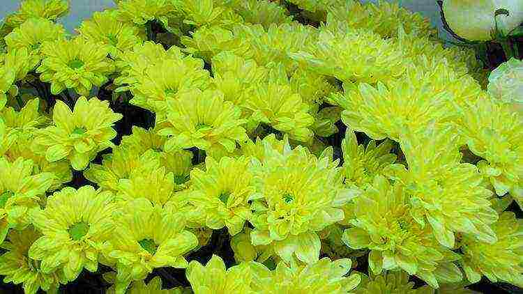 chrysanthemums the best varieties