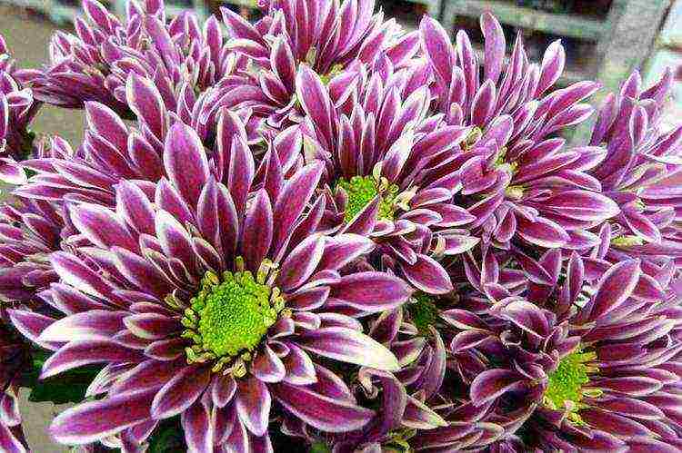 chrysanthemums the best varieties