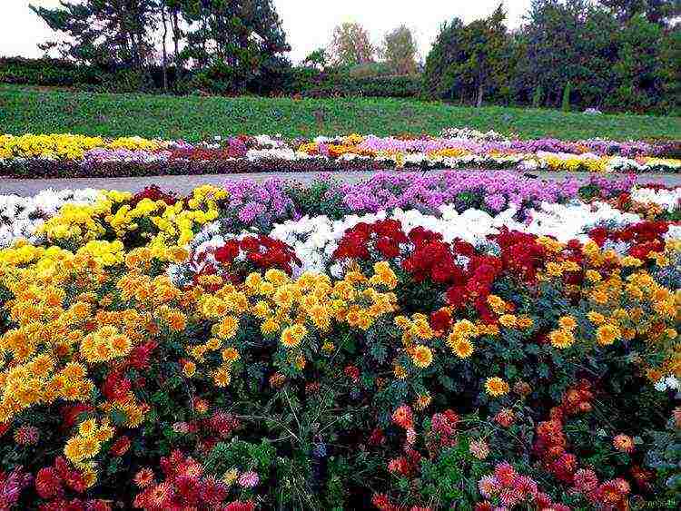 chrysanthemums the best varieties