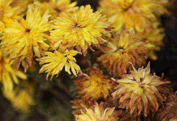 chrysanthemums ang pinakamahusay na mga pagkakaiba-iba