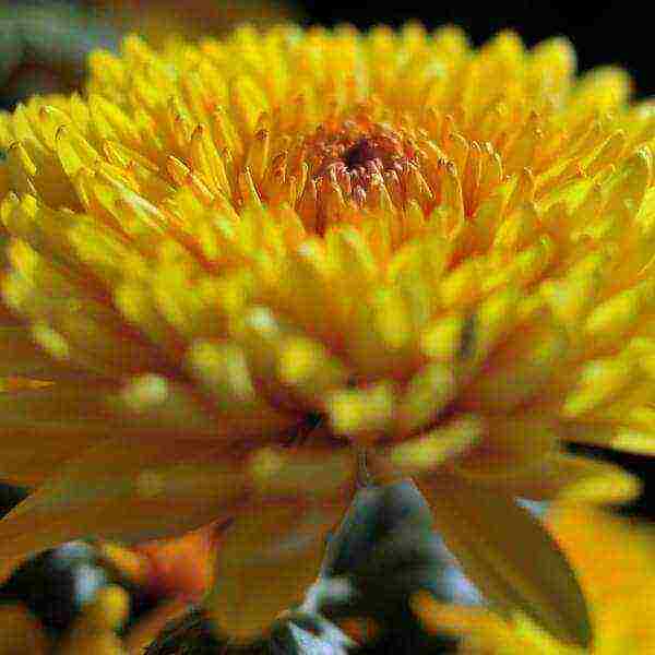 chrysanthemums the best varieties