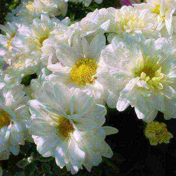 chrysanthemums the best varieties