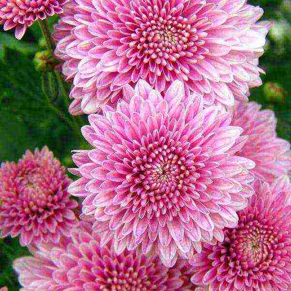 chrysanthemums the best varieties