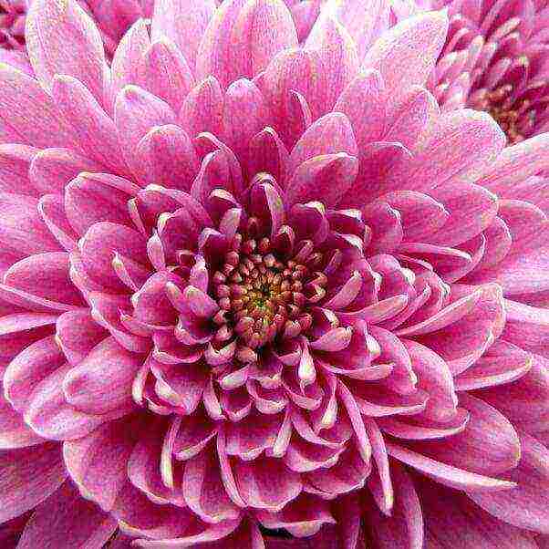 chrysanthemums the best varieties