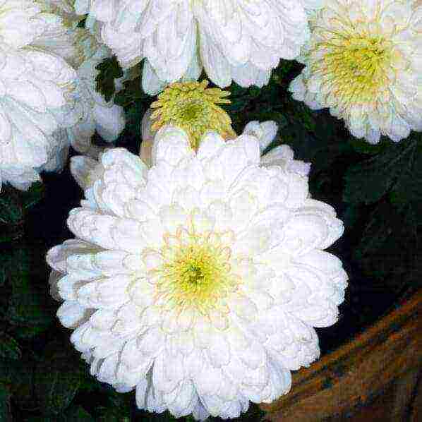 chrysanthemums the best varieties