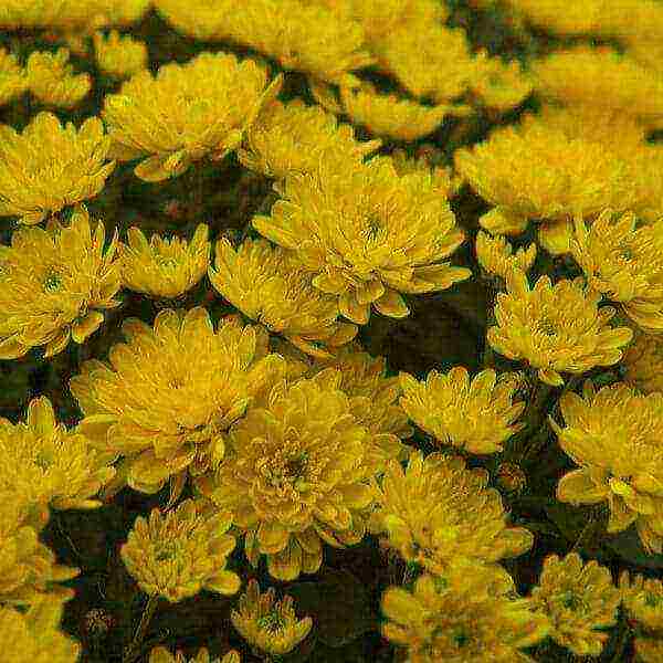 chrysanthemums the best varieties