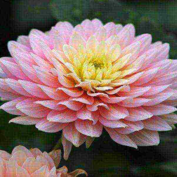 chrysanthemums the best varieties