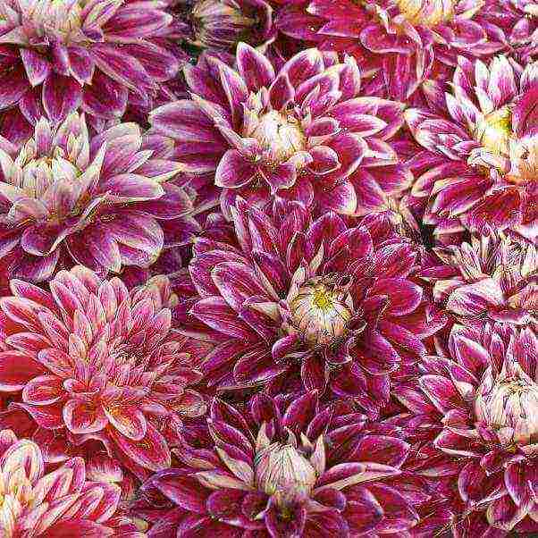 chrysanthemums the best varieties