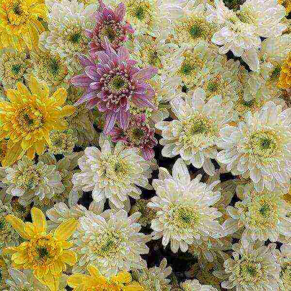chrysanthemums the best varieties