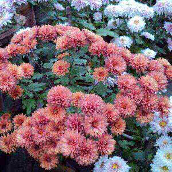 chrysanthemums the best varieties