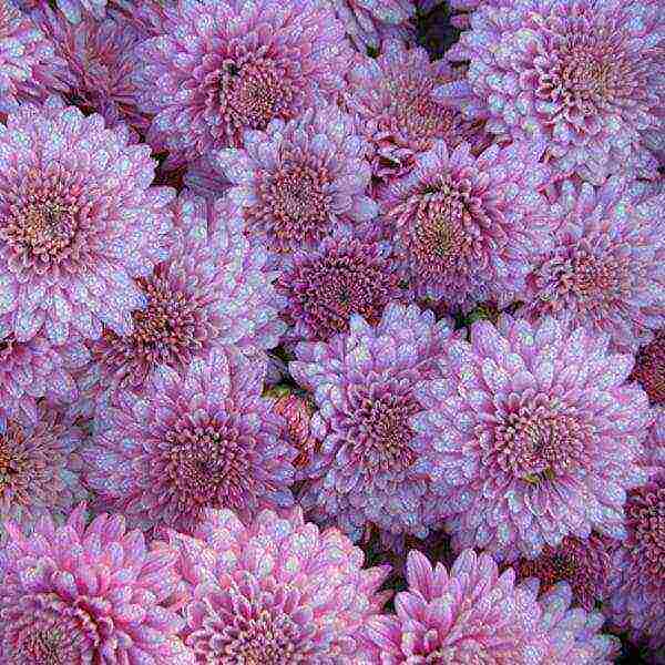 chrysanthemums the best varieties