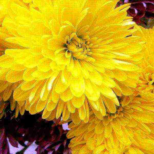 chrysanthemums the best varieties