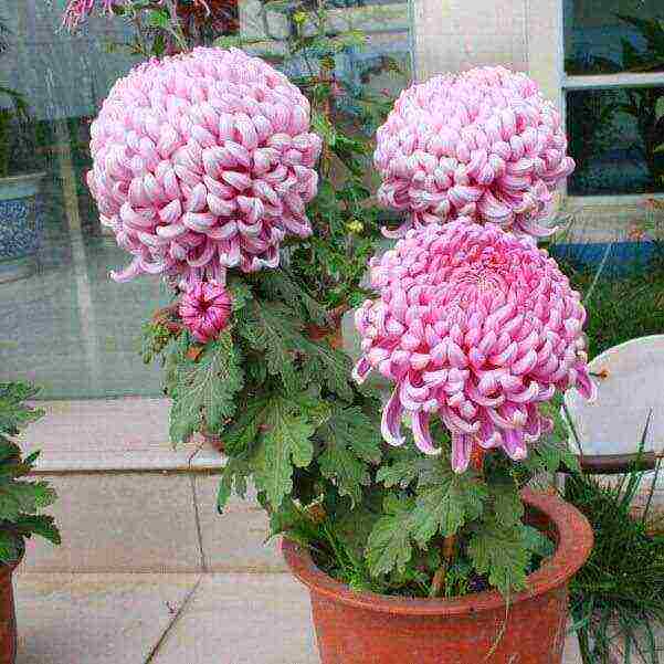 chrysanthemums ang pinakamahusay na mga pagkakaiba-iba