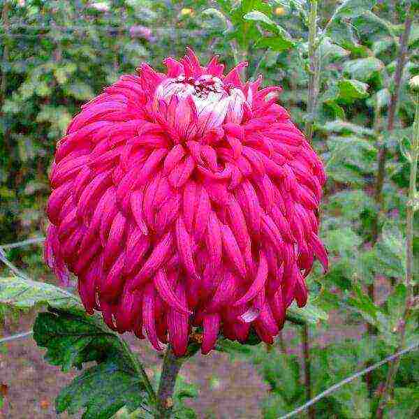 chrysanthemums the best varieties