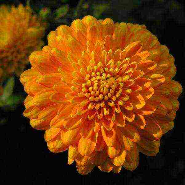 chrysanthemums the best varieties