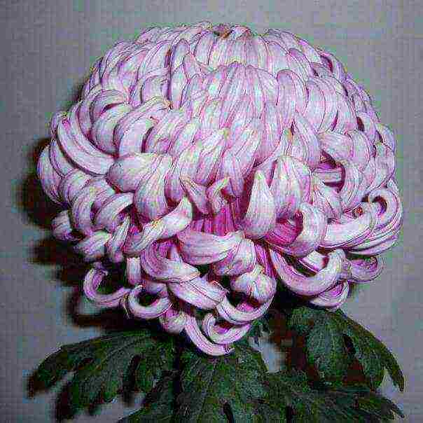 chrysanthemums the best varieties