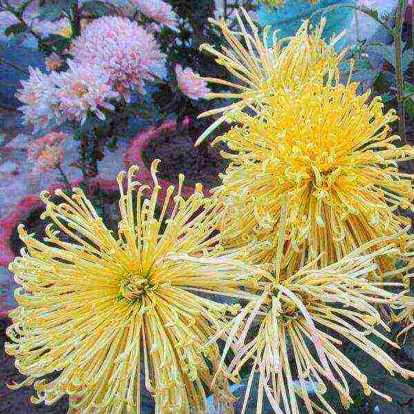 chrysanthemums ang pinakamahusay na mga pagkakaiba-iba