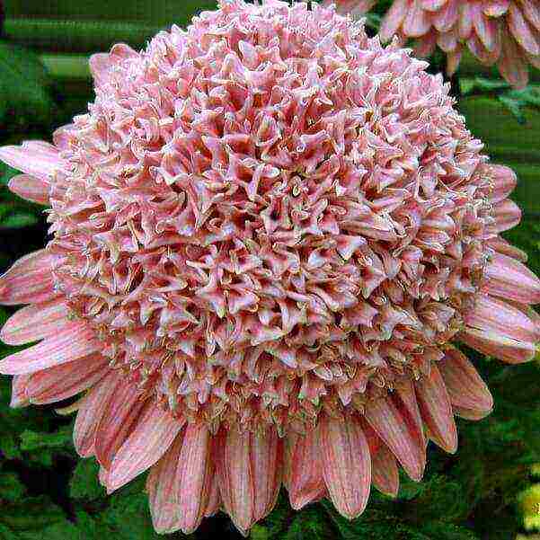 chrysanthemums the best varieties