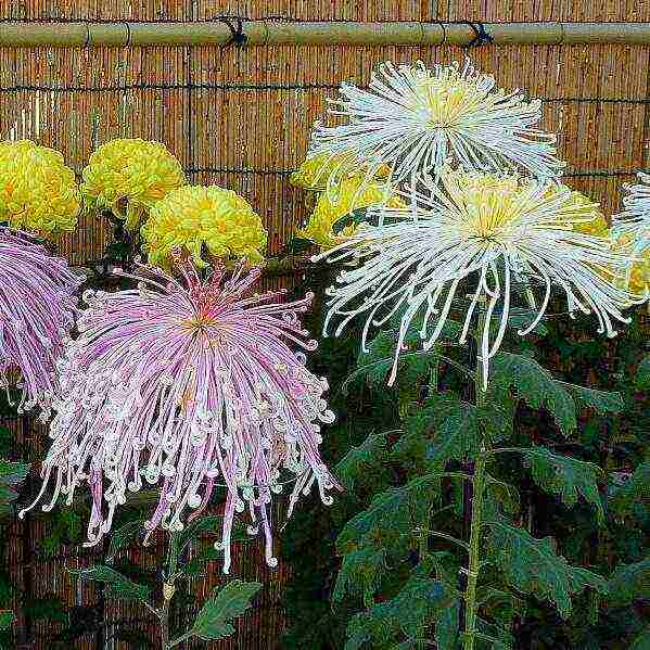 chrysanthemums ang pinakamahusay na mga pagkakaiba-iba