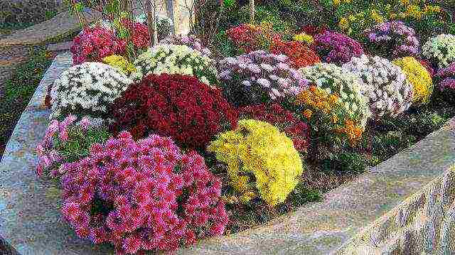 chrysanthemums the best varieties