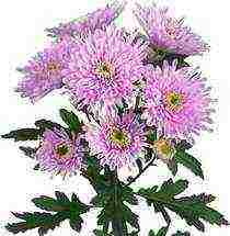 chrysanthemums the best varieties