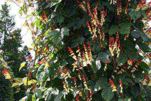 ผักบุ้ง mina lobata ปลูกและดูแลในทุ่งโล่ง