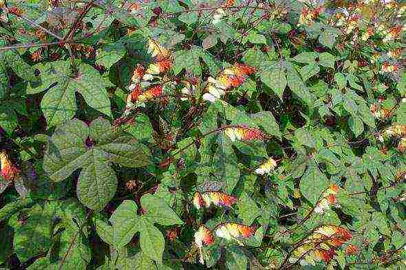 ผักบุ้ง mina lobata ปลูกและดูแลในทุ่งโล่ง