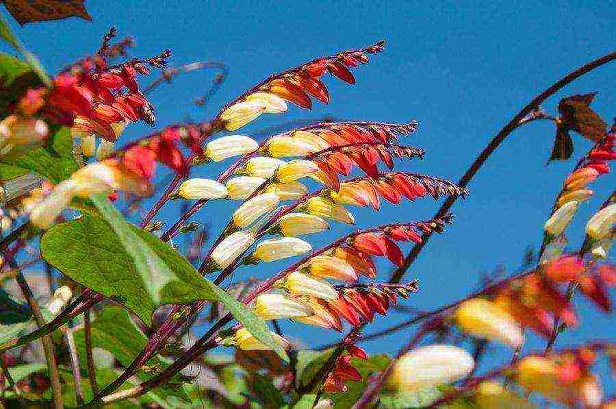 morning glory mina lobata planting and care in the open field