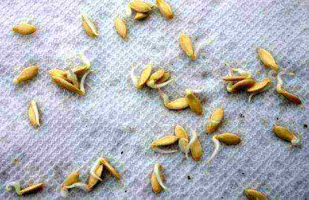 how to prepare cucumber seeds for planting in open ground