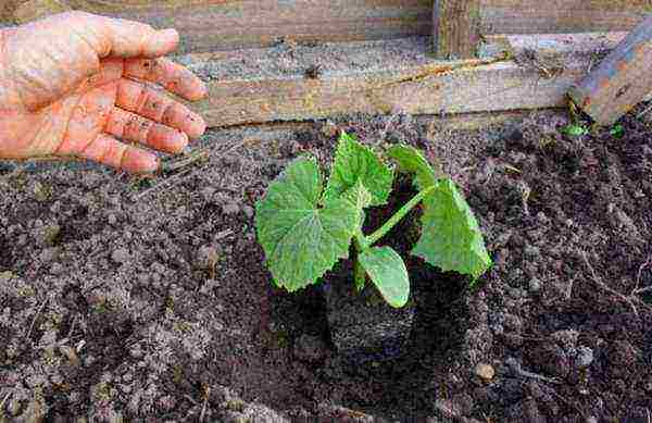 how to prepare cucumber seeds for planting in open ground