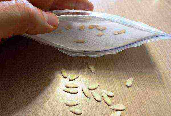 how to prepare cucumber seeds for planting in open ground