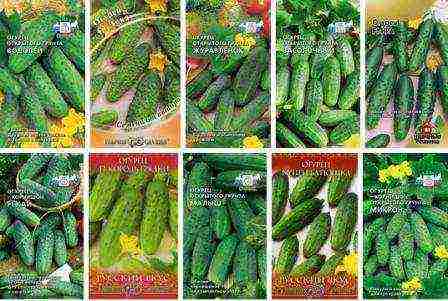 how to prepare cucumber seeds for planting in open ground