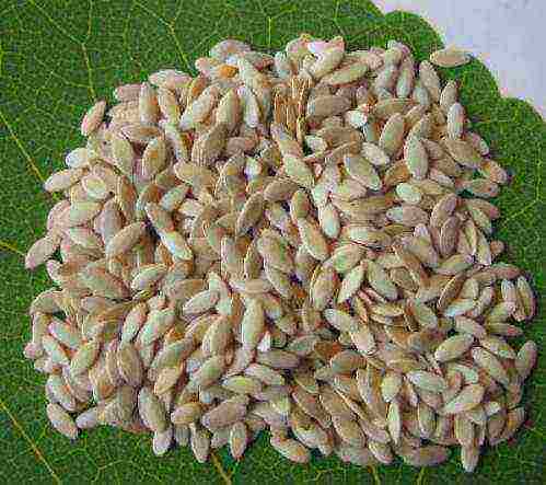 how to prepare cucumber seeds for planting in open ground