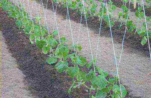 how to prepare cucumber seeds for planting in open ground