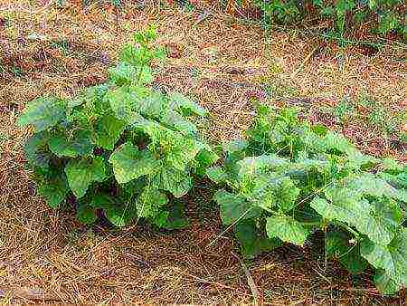 kung paano maghanda ng mga binhi ng pipino para sa pagtatanim sa bukas na lupa