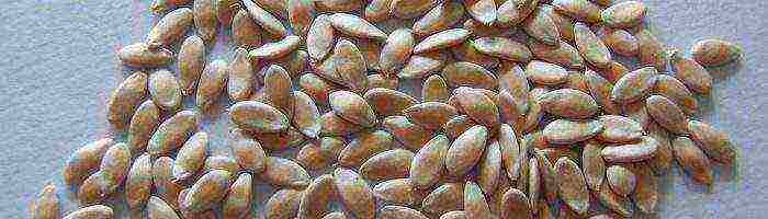 how to prepare cucumber seeds for planting in open ground