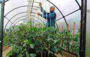 kung paano palaguin ang mga gulay sa buong taon sa isang polycarbonate greenhouse