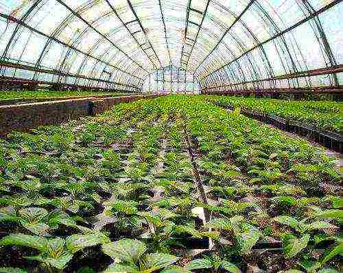 how to grow vegetables all year round in a polycarbonate greenhouse