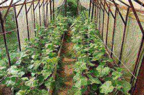 kung paano palaguin ang mga gulay sa buong taon sa isang polycarbonate greenhouse