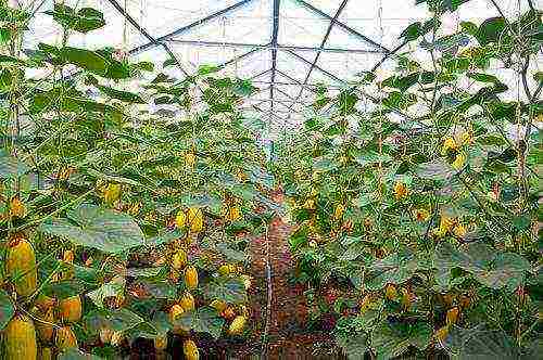 kung paano palaguin ang mga gulay sa buong taon sa isang polycarbonate greenhouse