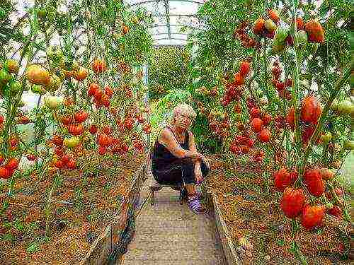 kung paano palaguin ang mga gulay sa buong taon sa isang polycarbonate greenhouse