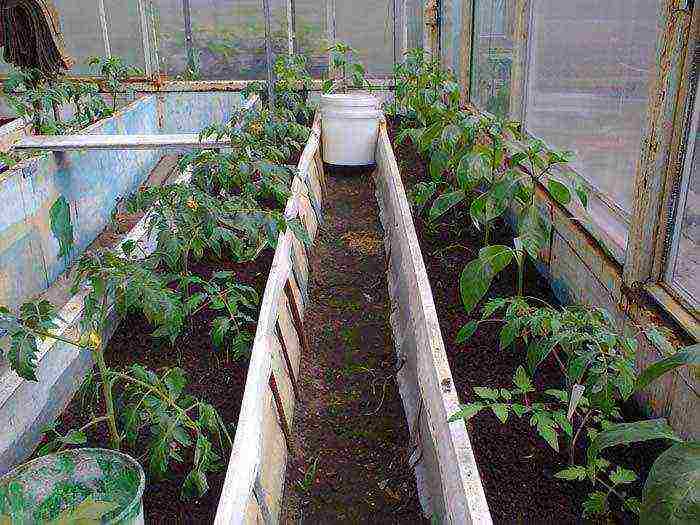 kung paano palaguin ang mga gulay sa buong taon sa isang polycarbonate greenhouse