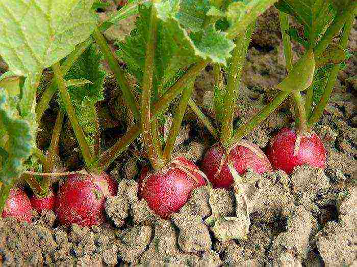 how to grow vegetables all year round in a polycarbonate greenhouse