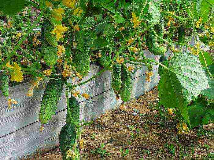 how to grow vegetables all year round in a polycarbonate greenhouse