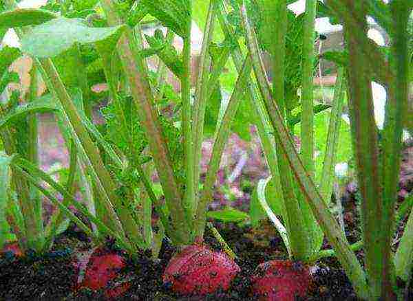 how to grow radishes for root crops and seeds