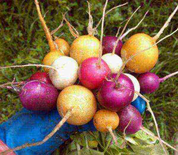 how to grow radishes for root crops and seeds