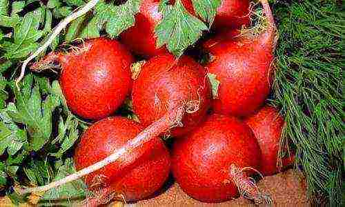 how to grow radishes for root crops and seeds