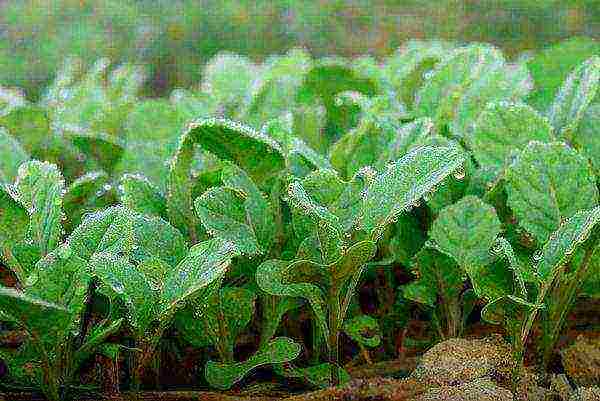 how to properly grow cauliflower outdoors