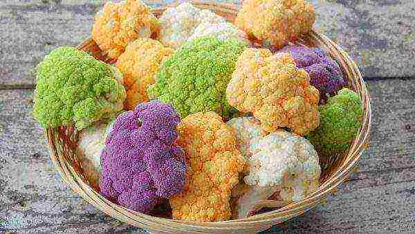 kung paano maayos na mapalago ang cauliflower sa labas