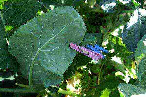 how to properly grow cauliflower outdoors